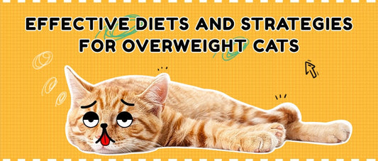 Effective Diets and Strategies for Overweight Cats