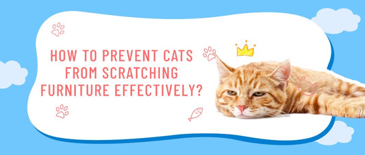 How to Prevent Cats from Scratching Furniture Effectively