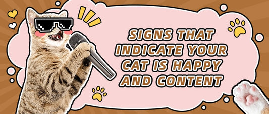 Signs That Indicate Your Cat Is Happy and Content