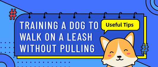 Training a Dog to Walk on a Leash Without Pulling
