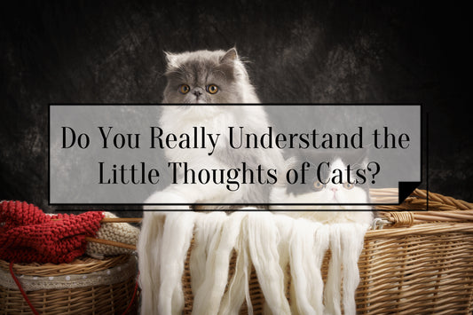 Little Thoughts of Cats