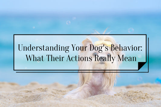 cute dog on the beach