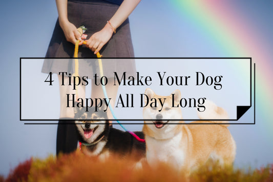 two happy Shiba Inu with a girl under the rainbow