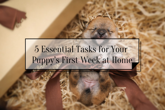 A gift with a cute puppy for new dog owners