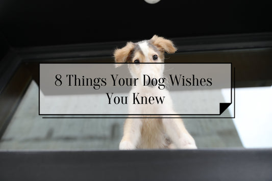 8 Things Your Dog Wishes You Knew: Strengthening the Bond with Your Furry Friend