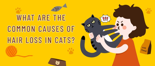 What Are The Common Causes Of Hair Loss In Cats?