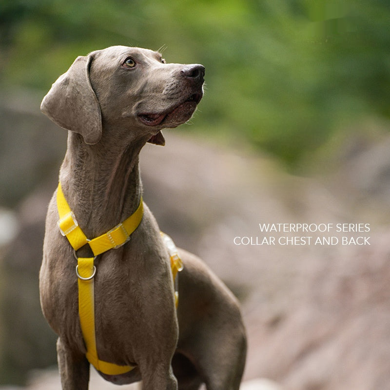 Waterproof Series Dog Collar Leash Harness