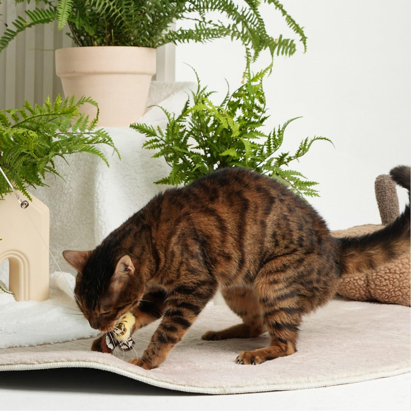 Insect Series Retractable Cat-Teasing Stick