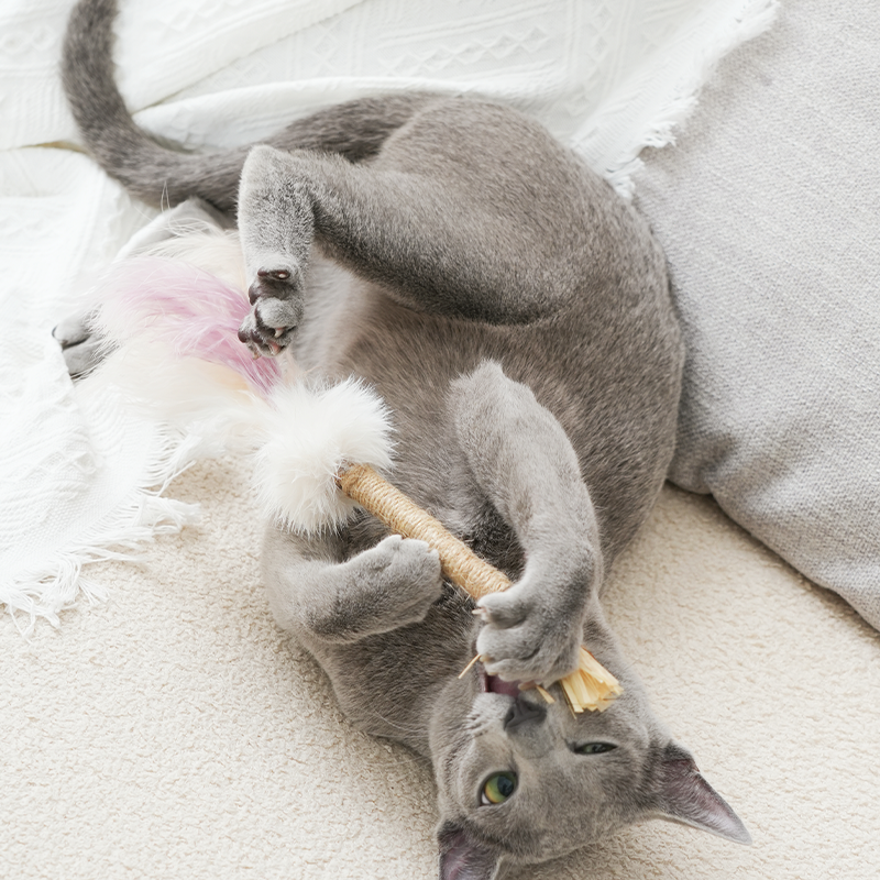 Silvervine Stick Chew Toy for Kittens Teeth Cleaning, 2 Styles Available