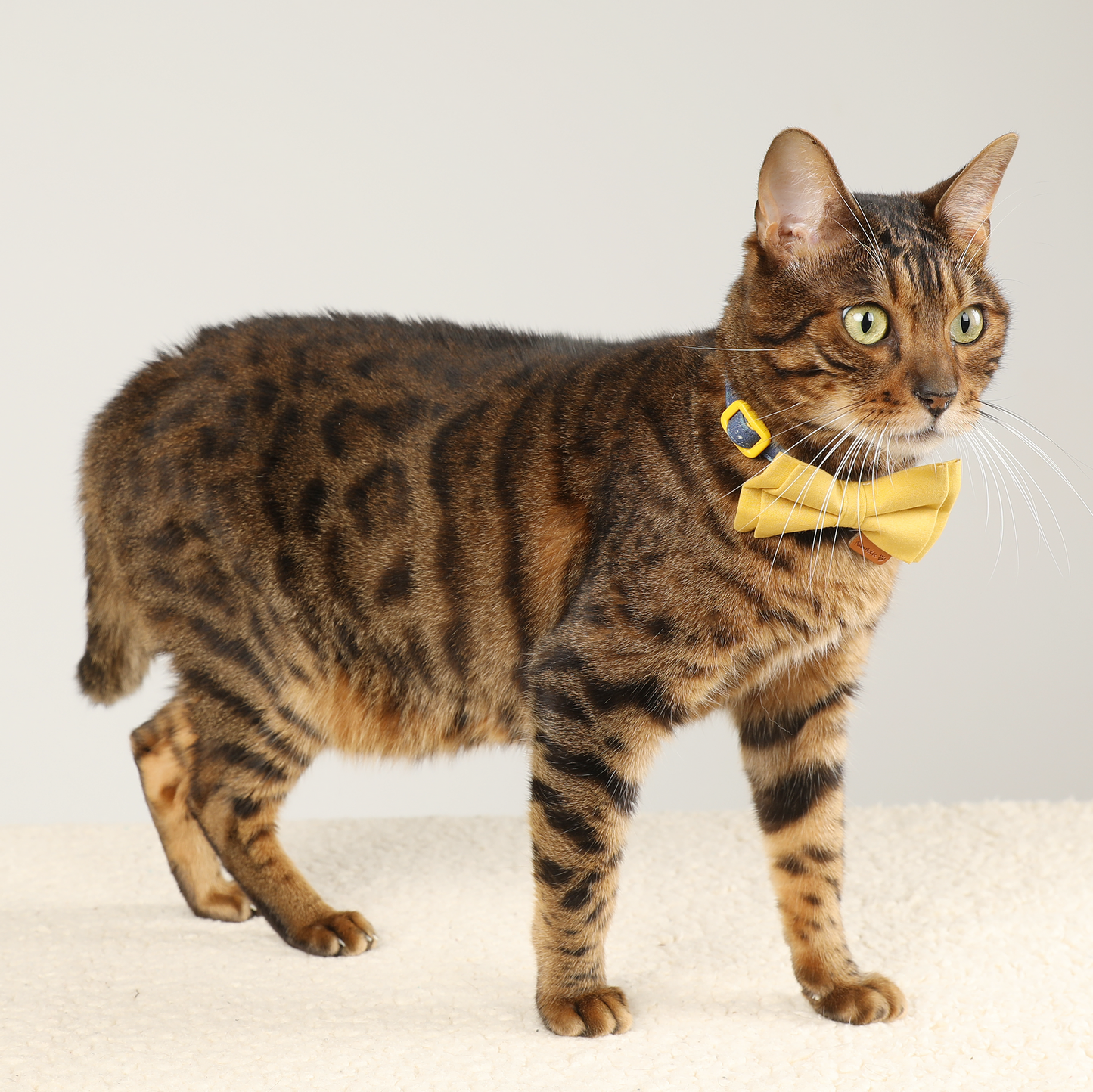 Upgraded Cat Collar with Bells and Bow Tie, Safe Breakaway, Lemon Tree