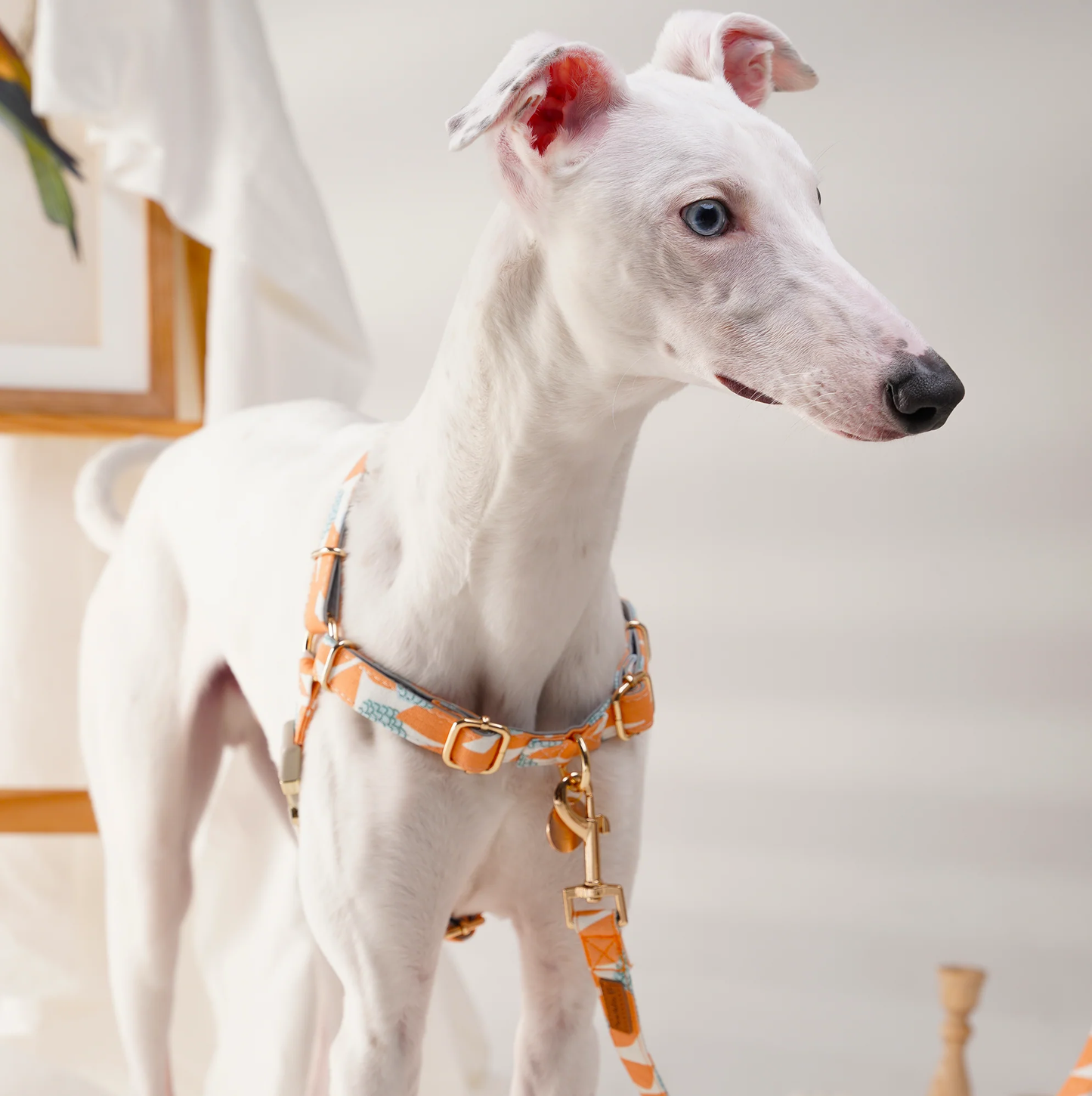 Pulling Stop Dog Harness, Easy Walk&Take Control-Loquat Tree