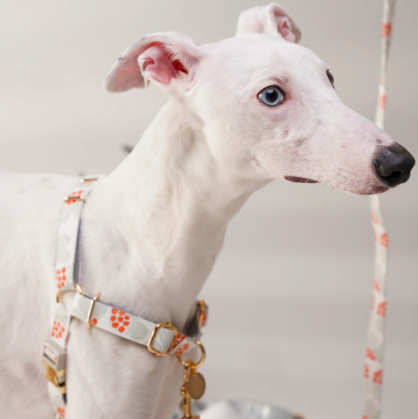 Pulling Stop Dog Harness, Easy Walk&Take Control-First Snow
