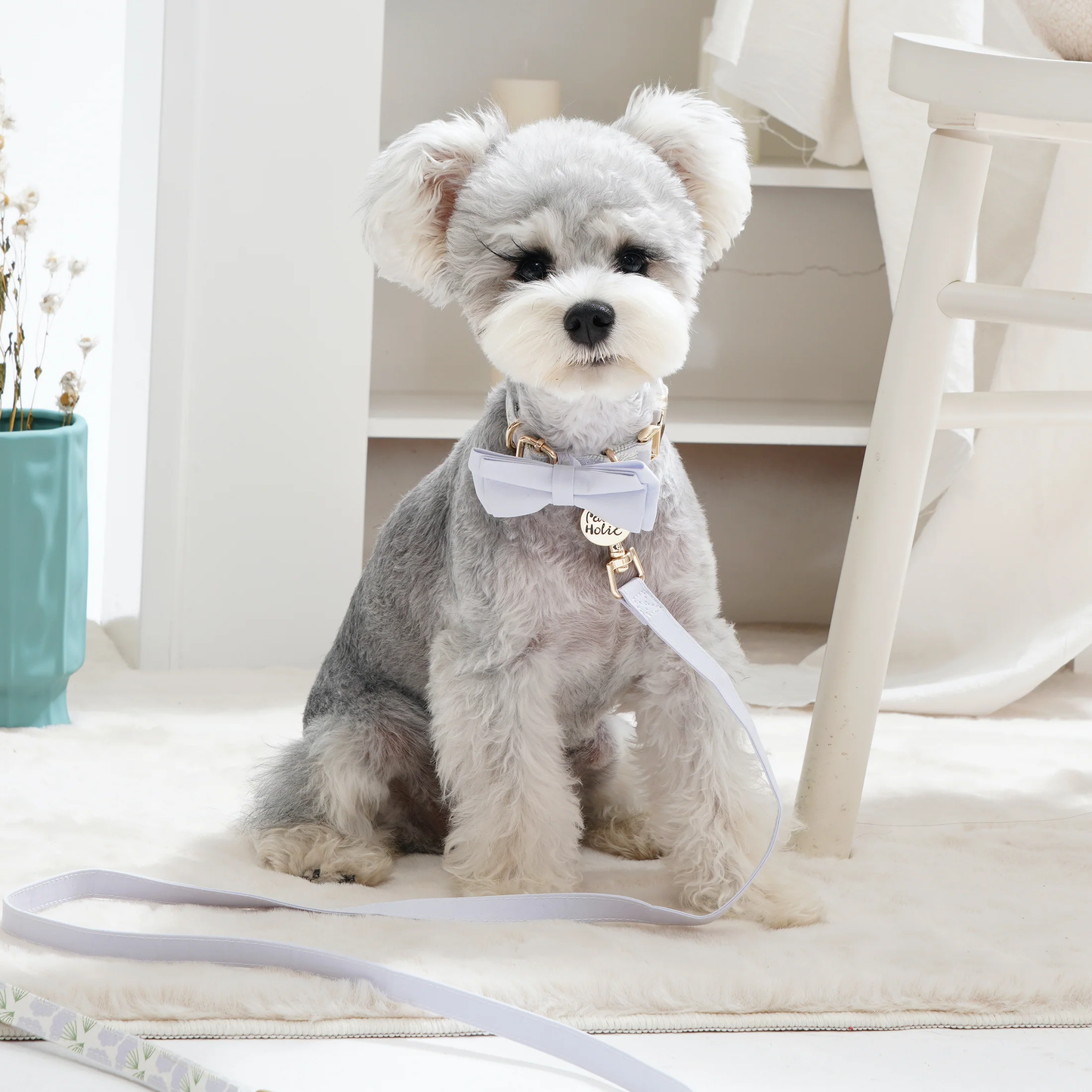 Dog Collar, Robust and Durable Design-Dandelion