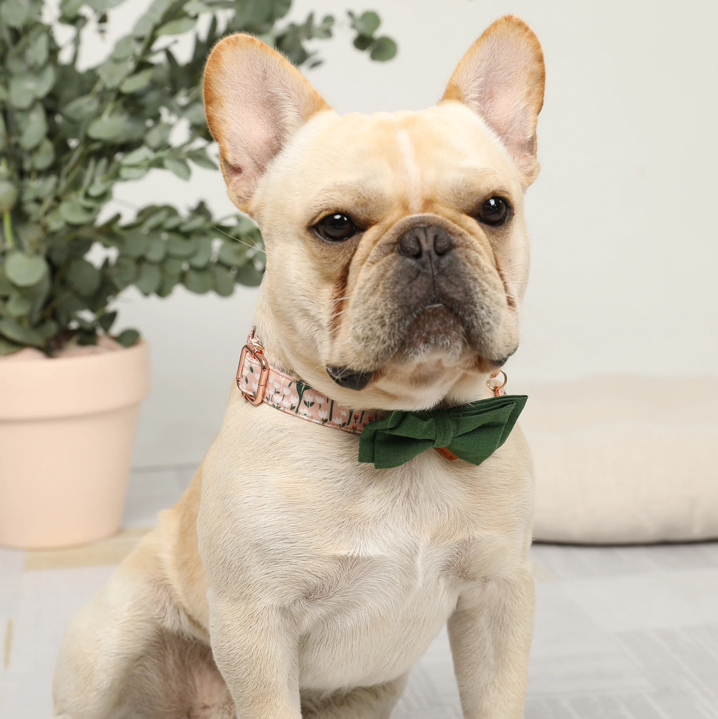 Dog Collar, Robust and Durable Design-Pink Candy
