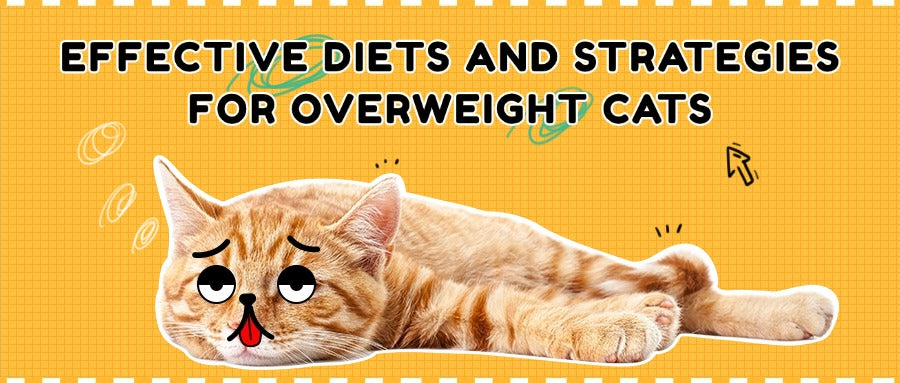 Effective Diets and Strategies for Overweight Cats