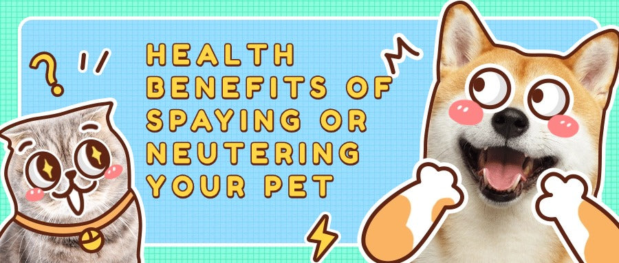 Health Benefits of Spaying or Neutering Your Pet