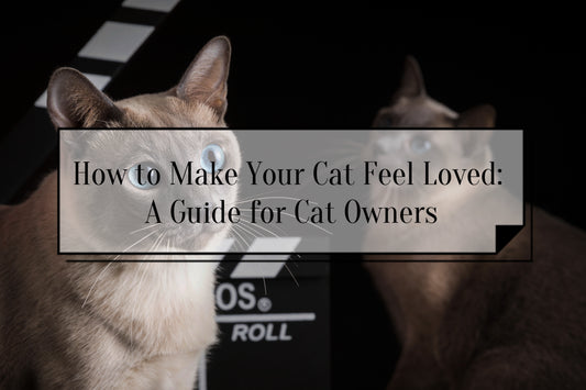 How to Make Your Cat Feel Loved: A Guide for Cat Owners