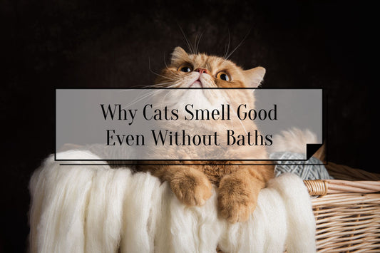 Clean an cute cat with no smell