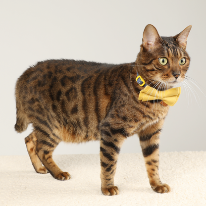 Upgraded Cat Collar with Bells and Bow Tie, Safe Breakaway, Lemon Tree
